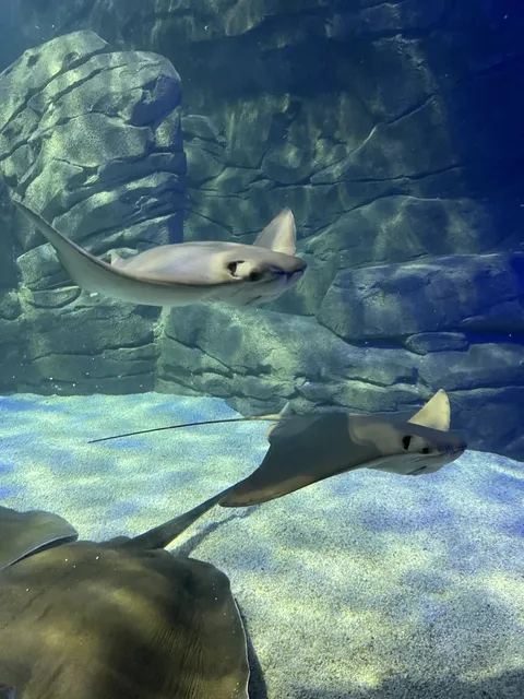 Ripley's Aquarium of Canada Date Guide 💘🐠