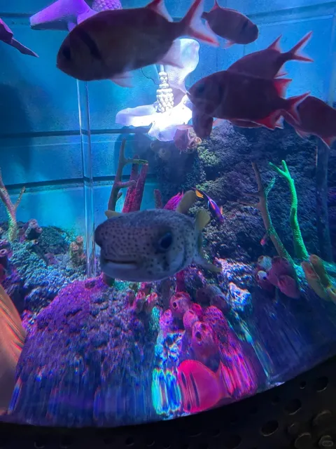 A Hidden Underwater Wonderland in NYC? 