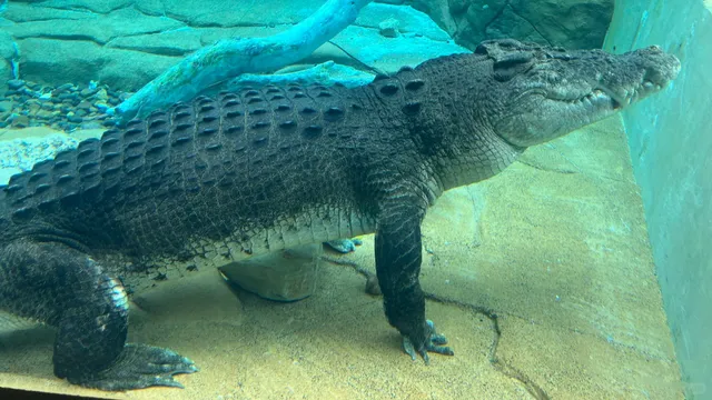 Darwin: Crocs, Cruises & Cloudy Sunsets 🐊🌅