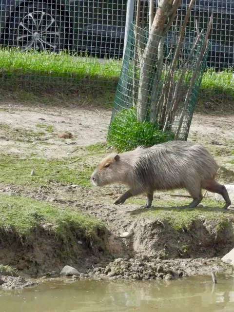 No way! Visiting Pombia Safari Park in Milan with the Black Card 7 🐘