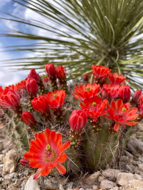 Where Ancient Art Meets Desert Adventure