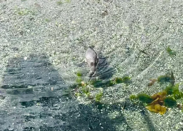 🇦🇷 Ushuaia Travel Guide: The Ultimate "End of the World" Experience