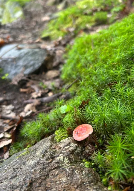 ​​North Beacon Mountain Hike: A Trail Full of Surprises! 🦎🍄​​