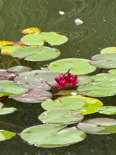  Lily Pond - A Tiny Slice of Zen in Rockefeller Park! 🪷🦆  