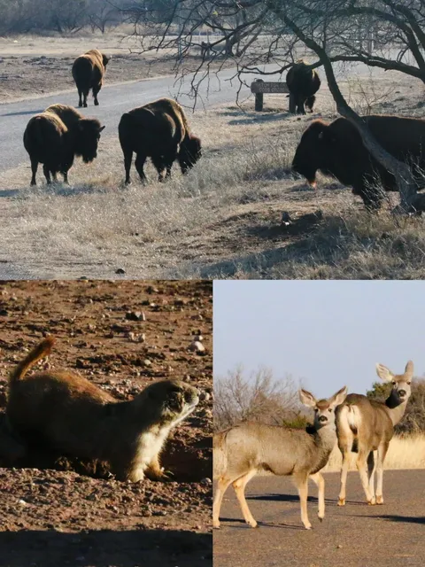  Chasing Bison Through Canyons: 3-Day West Texas Adventure