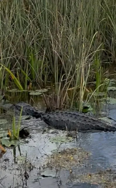 The Best Airboat Experience Ever in Miami! 🌊