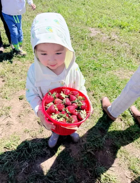 Pecan Creek Strawberry Picking: A Family Adventure in Dallas