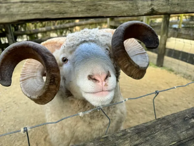 Wellington｜A Day of Being Chased by Animals for Treats! 🤲🏻