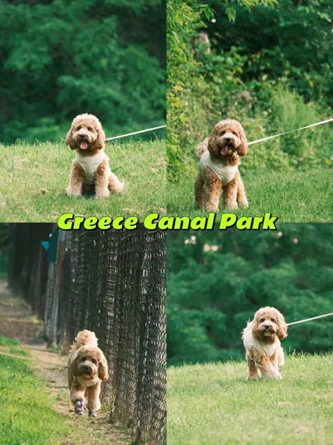 🐾 A Rochester Discovery