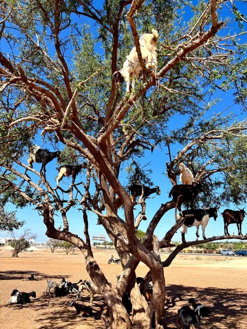 【3 Days & 2 Nights in Agadir Itinerary 🌊☀️】