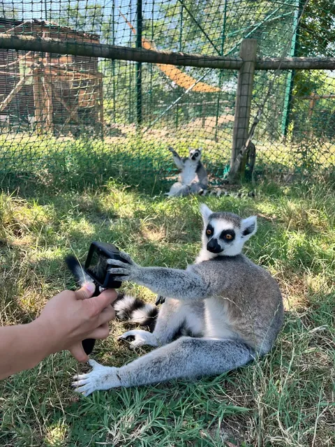 Safari Ravenna Wildlife Park 🐘🦁🐾