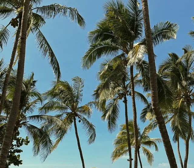 🐷 Meliá Las Américas – All-Inclusive "Piggy Life" in Varadero