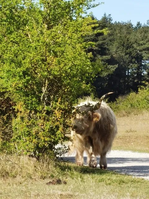🇳🇱 Unexpected Cows & Coastal Trails in Zuid-Kennemerland