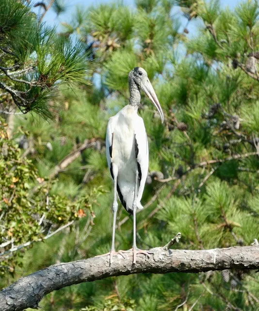 The Most Beautiful Sunset & Vibe! 🌅🐬
