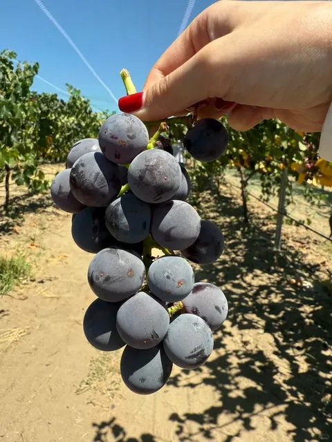 🍇✨ Don’t Just Go to Temecula for Wine—You Can Pick Grapes Too!