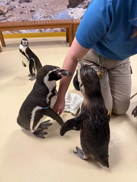 🐧 Penguin Encounters at Brookfield Zoo: A Chicago Suburban Adventure