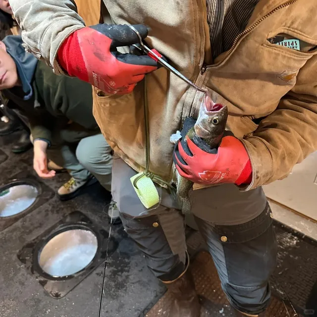 🚗 4-Day Fairbanks Itinerary – Road Trip, Sled Dogs