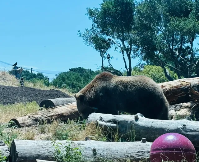 Free Gondola Rides & Wild Views: Oakland Zoo