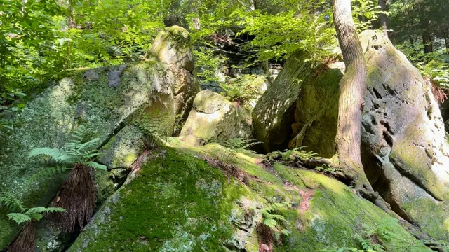 🌲 Take a Deep Breath in Cuyahoga Valley