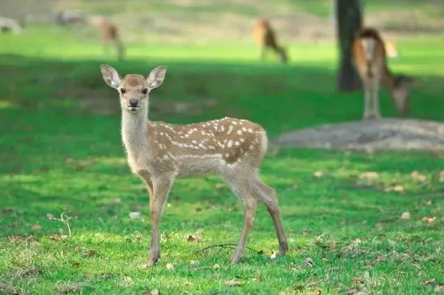 【Nara Prefecture】Nara Park 🌿