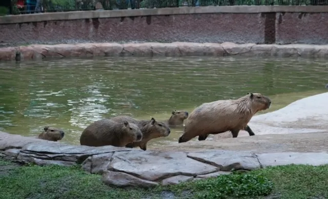 In-Depth Tour of Guadalajara Zoo | Nearby Gourmet Spots