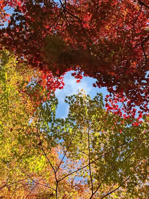 🌸🌺🌿🍃 Arashiyama Bamboo Grove, Kyoto 🌸