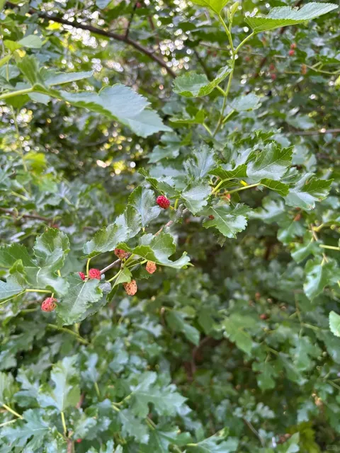 Sweetest Free Treat in Boston! 🍇 | Mystic River Mulberry Hunt  