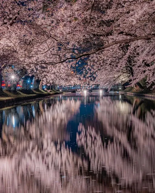 🌸 Tokyo Night Sakura Guide 🌸