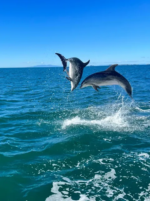 🇳🇿 New Zealand｜Auckland: Whale & Dolphin Watching Tour (Twice!) 🐋🐬