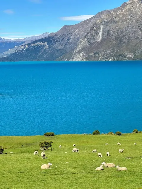 Regretting not seeing this before coming to New Zealand... 😭