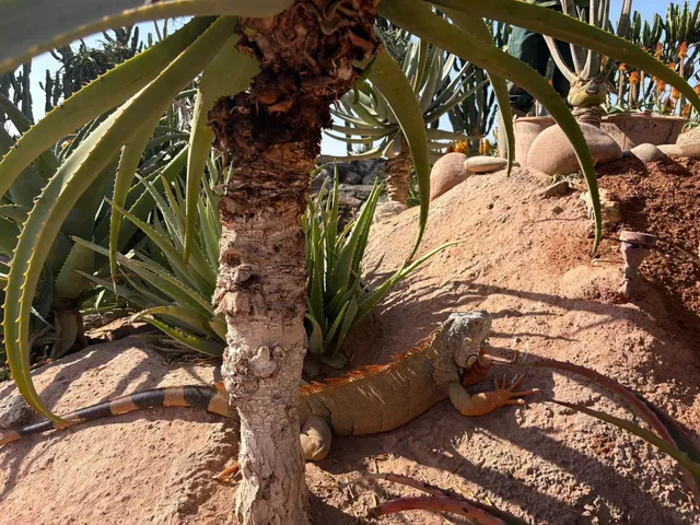 🇲🇦 Agadir's Crocodile Park: A Hidden Gem! 🐊✨