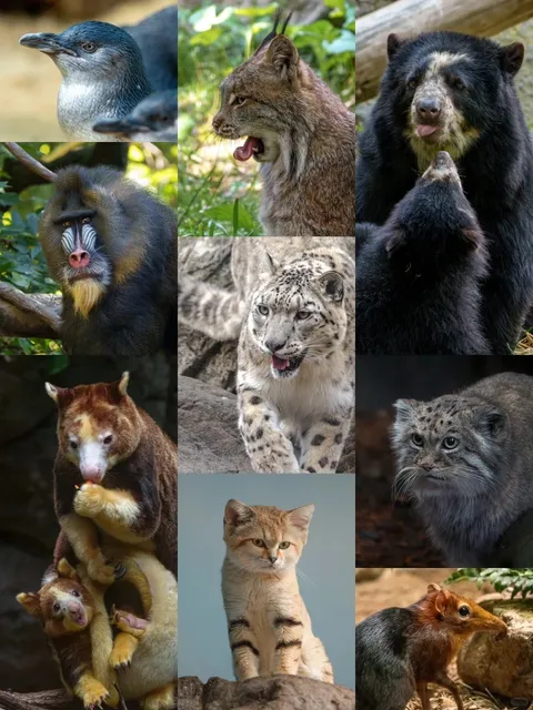 A New York Zoo Guide for Adults 🐾