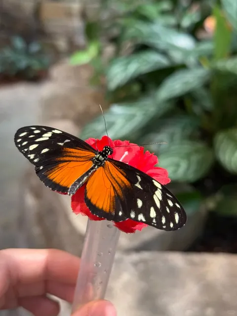 🇺🇸 Missouri Weekend | Butterfly Palace in Branson 🦋💎