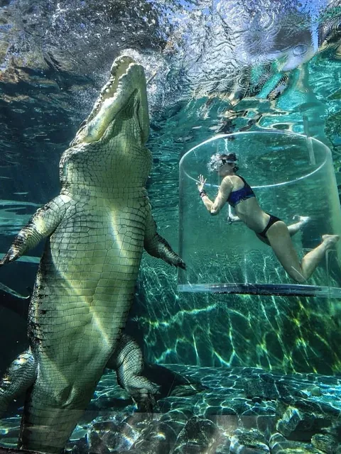 🐊 Australia's Ultimate Adventure | Darwin Crocodile Park