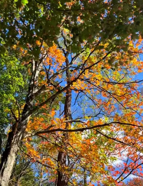 Frick Park 🍂📸 | CMU's Autumnal Escape — Just a Bus Ride Away!
