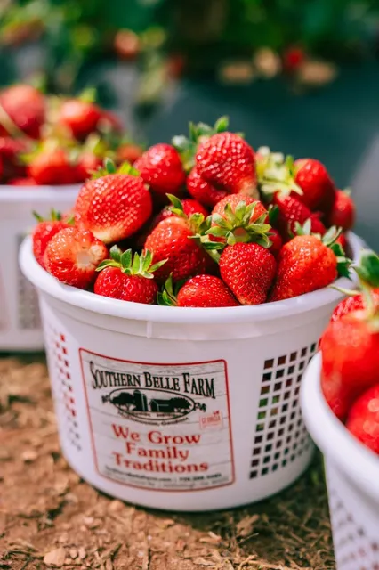 This Year’s Atlanta Strawberries Are Super Sweet | Southern Belle Farm