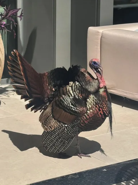 Where to Stay in Orlando? Conrad Orlando is a Must!