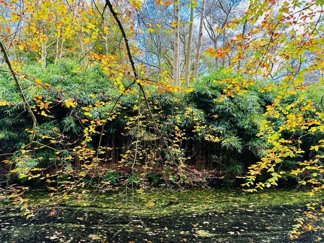 Haagse Bos – The Hague’s Secret Forest Sanctuary 🌳✨