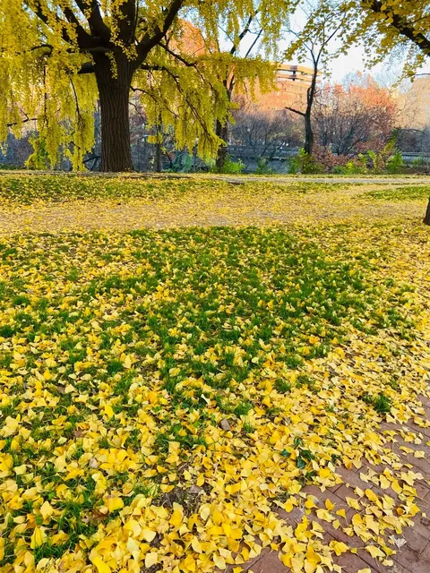 Washington DC's Autumn Fairytale | A Golden Hideaway in a Georgetown C