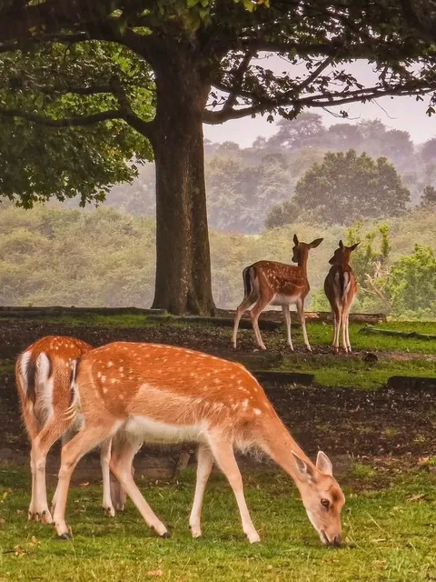 🇬🇧 ​​Knole Park: London's Secret Deer Paradise!​​ 🦌✨
