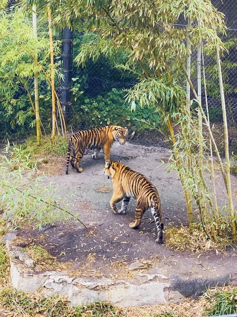 Visitor Tells You the Must-See Highlights of the SD Safari Park! 🐯🦒