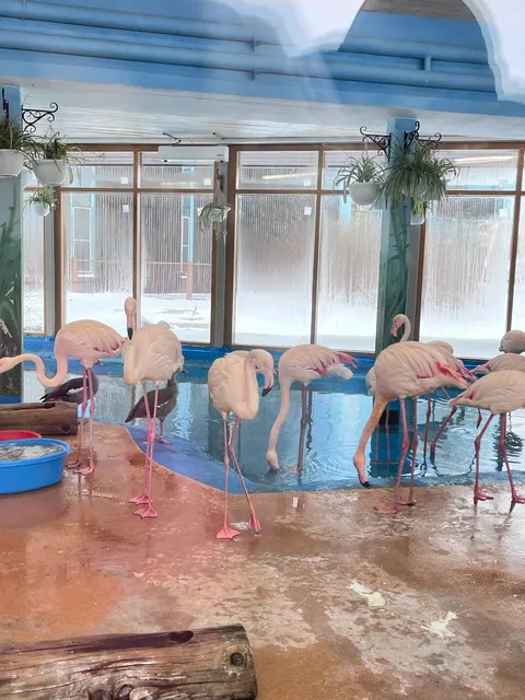 Kazan Zoo in Russia 🇷🇺🐬🌴（2）