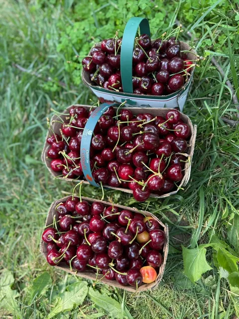 🇨🇦 Cherry Picking Season! Just 2 Hours From Toronto 🍒🚜
