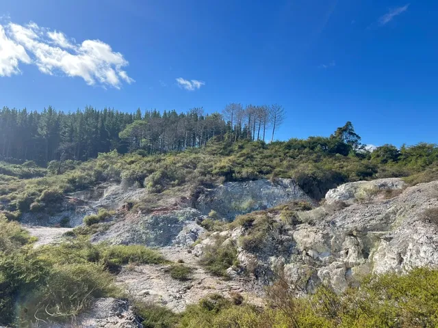 🌿 Lady Knox Geyser: Rotorua’s Timed Spectacle!