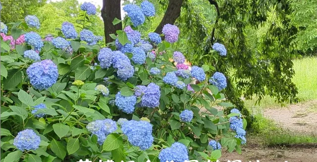 Expo '70 Commemorative Park Tsurumiryokuchi 🌸