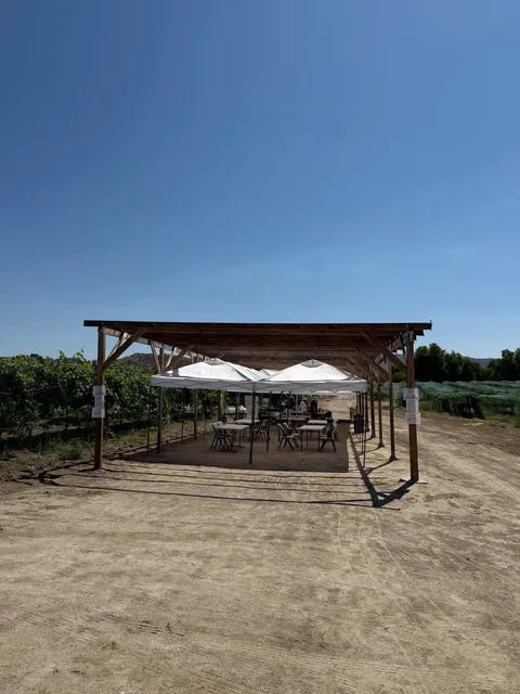 Is Grape Picking in Temecula, Southern California Worth It? 🍇🥵  