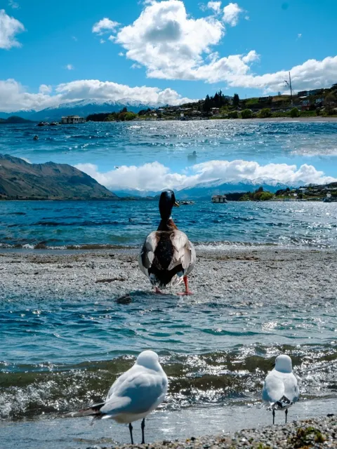🇳🇿 Wanaka Travel Guide: How to Make the Most of Your Visit!