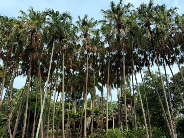 🇦🇺 Darwin Botanic Gardens 🌳🌴🌵