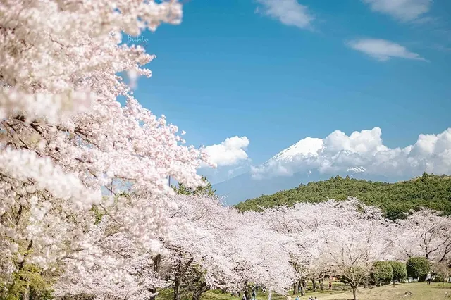 Iwamotoyama Park 🌸🌺🌿🍃