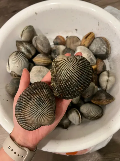 Seattle Clamming Guide: Don’t Make My Sunburn Mistake! 🦪☀️